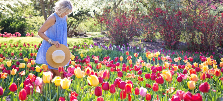 Tulips